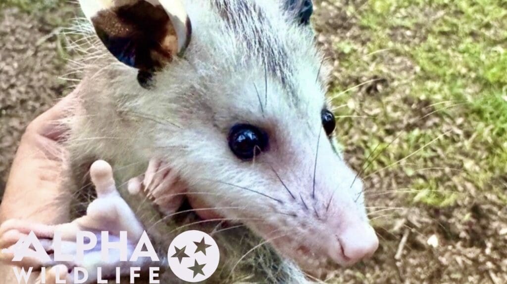 Humane Possum Removal in Columbia SC